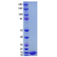 α-Synuclein(A30P) Monomer
