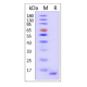 α-Synuclein(A53T) Monomer