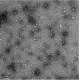 Human Amyloid Beta 1-40 oligomer