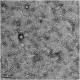 Amyloid Beta 1-42 oligomer
