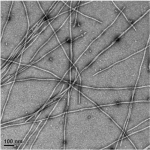 α-Synuclein (WT) Pre-formed Fibrils (PFFs)