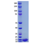 α-Synuclein(A30P) Monomer