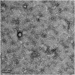 Amyloid Beta 1-42 oligomer